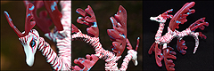 Sea Dragon
